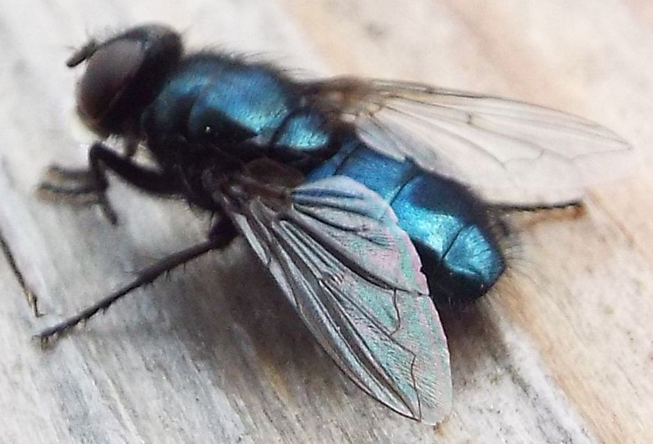 Mosca blu: Protophormia terraenovae (Calliphoridae)